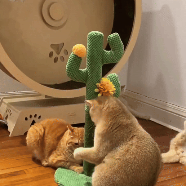pet grooming