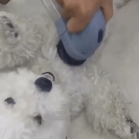 pet grooming