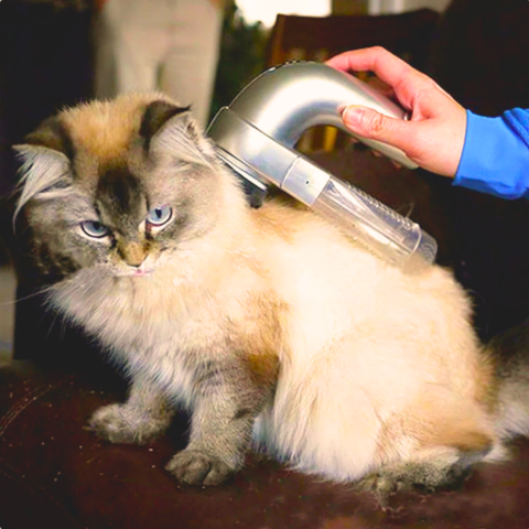 pet grooming