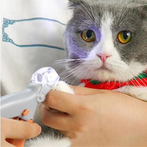 pet grooming
