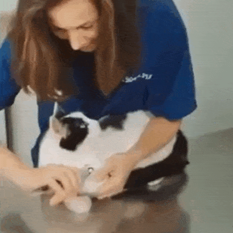 pet grooming