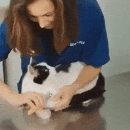 pet grooming