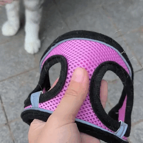 pet harness