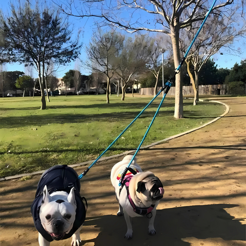 pet harness